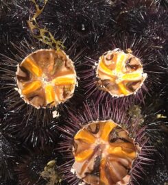 PESCHERIA STELLAMAR